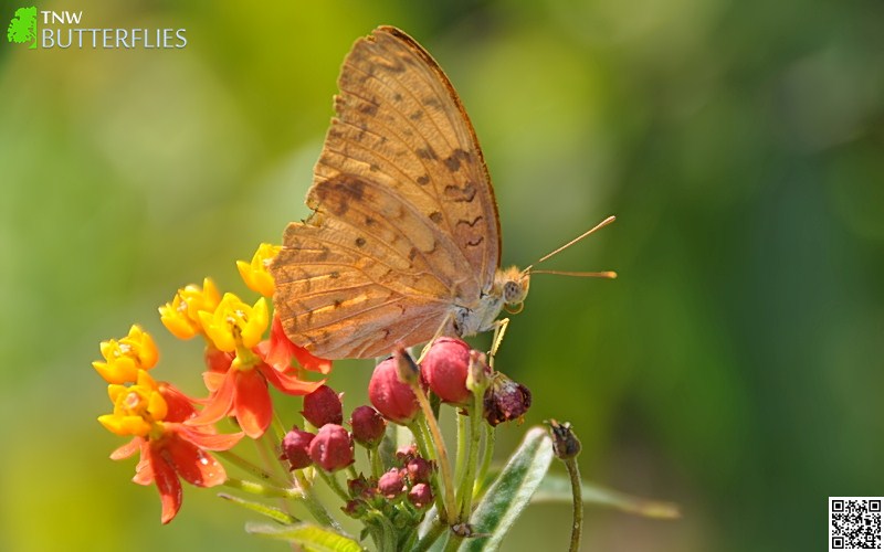 Butterflies